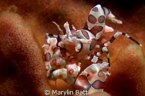 Beautiful Harlequin Shrimp by Marylin Batt 